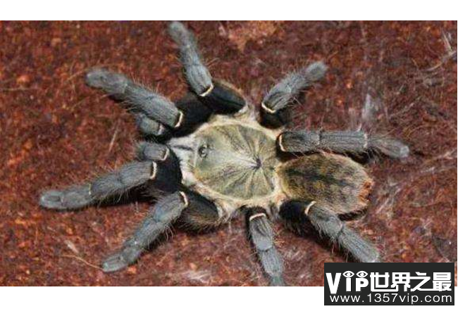 世界十大毒蜘蛛 第四名叫黑寡妇，第一极具攻击性
