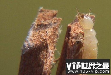 动物界十大未解之谜：沙漠精灵圈 红色海水