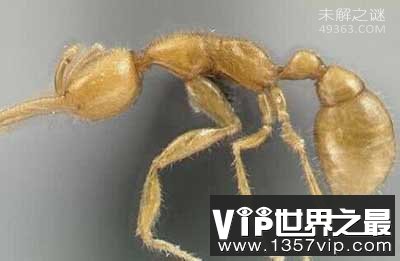 科学家发现通体金黄蚁类命名“火星蚂蚁”