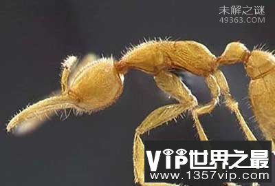 科学家发现通体金黄蚁类命名“火星蚂蚁”