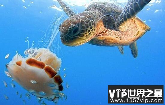 海龟把充满毒液水母当果冻吃，它的嘴巴难道不会有刺痛感吗？