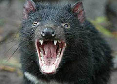 动物世界的“魔鬼”：袋獾令人不寒而栗