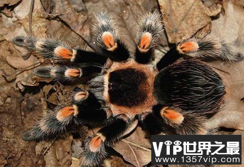 从未见过的世界十大最漂亮的蜘蛛，谁才是最受欢迎的宠物蜘蛛