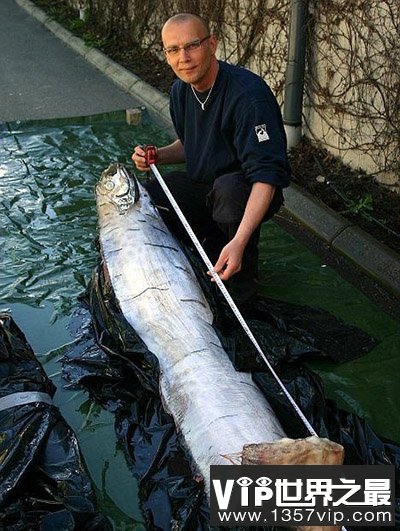 无奇不有的海洋生物