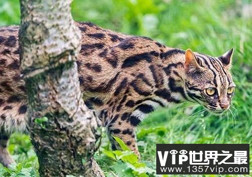 萨凡纳猫是什么猫? 家养豹猫有几种?