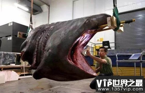 7.62米姥鲨陈尸海面：世界上最大鲨鱼死亡