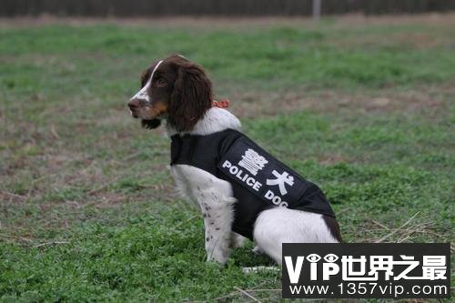 世界十大警犬品种排名，德国牧羊犬居榜首