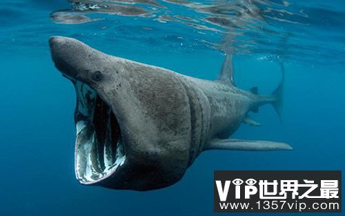 世界上最大的鱼 鲸鲨天敌竟是人类