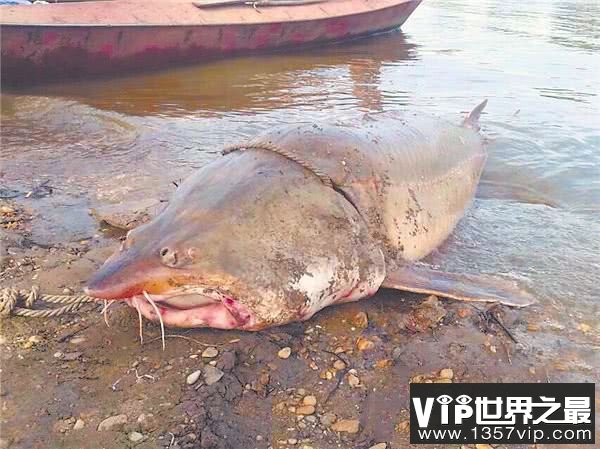 中国十大最贵的淡水鱼,鳇鱼一尾竟要几十万！
