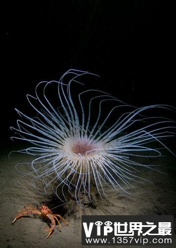 英国海岸十大奇特海洋生物