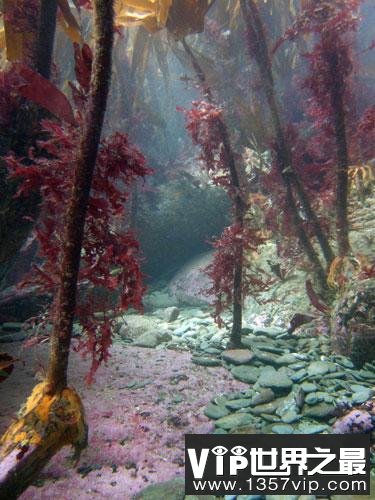 英国海岸十大奇特海洋生物