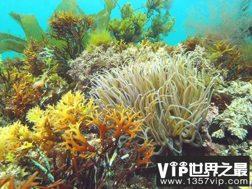 英国海岸十大奇特海洋生物