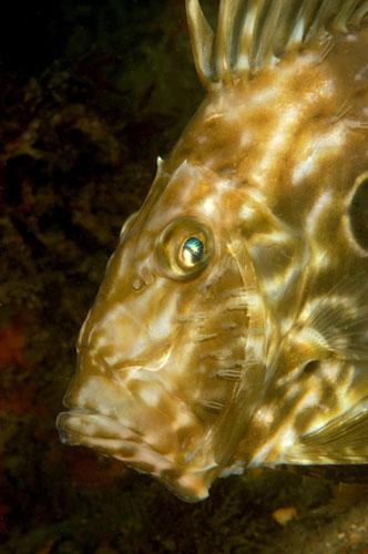 英国海岸十大奇特海洋生物