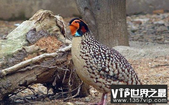 中国十大最珍稀濒危鸟类，地球上13%的鸟类濒临灭绝