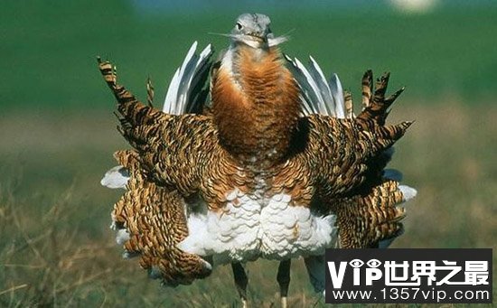 中国十大最珍稀濒危鸟类，地球上13%的鸟类濒临灭绝