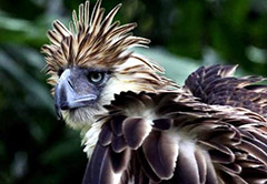 全球十大濒危奇异的鸟类，菲律宾雕数量不到500只
