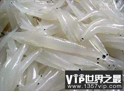 长江捞起一条全身透明的“银鱼”，银鱼怎么吃才是最好