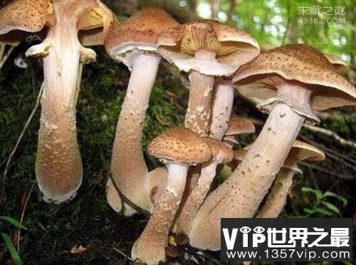 世界上最大的蘑菇，奥氏蜜环菌已经存活千年