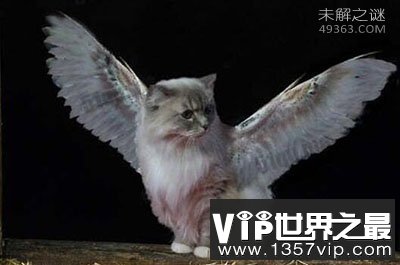 天使猫能飞吗？白猫竟然长了一对天使的翅膀