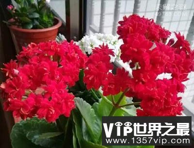 长寿花为什么致癌？致癌的传闻都是谣言（不可信）