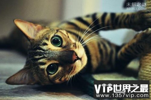 孟加拉猫是什么猫?亚洲豹猫和短毛猫交配后的品种