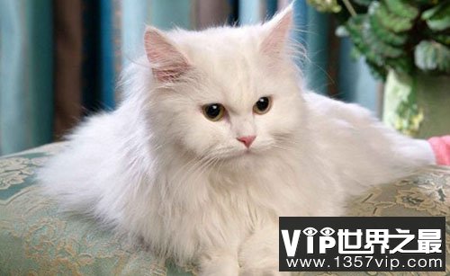 孟加拉猫是什么猫?亚洲豹猫和短毛猫交配后的品种