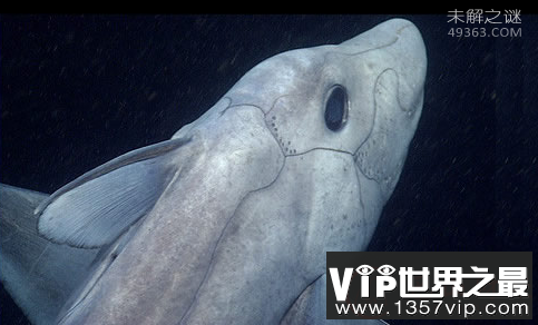 鬼鲨被称为海洋幽灵,竟能用储存体内射出精子数年？
