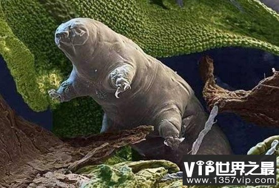 水熊，地球上生命力最强的生物(零下270℃还能活)