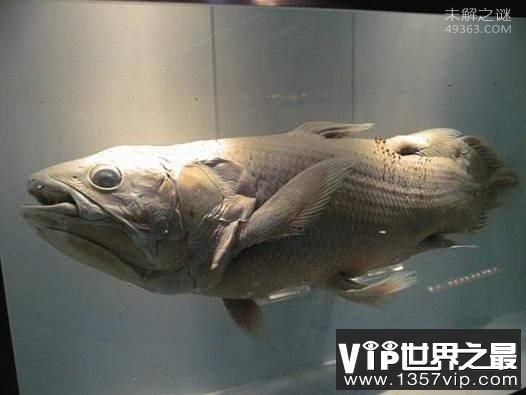 矛尾鱼，捕捞到世界上最珍稀的鱼（震动动物学界）