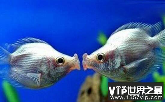 接吻鱼真的会接吻吗？