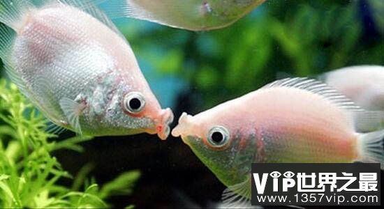 接吻鱼真的会接吻吗？