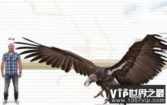 史前巨兽杀人鹰 成年人也是它猎捕的对象