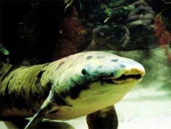 世界最长寿鱼90岁离世! 澳大利亚肺鱼接受安乐死