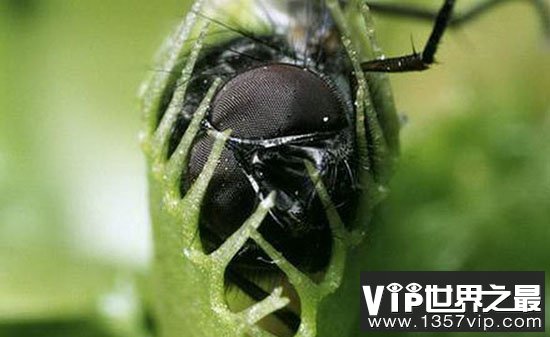 食肉植物的杀伤力多大呢？图解食肉植物捕食过程