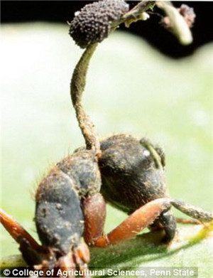 蚂蚁僵尸：真菌怎样操控蚂蚁