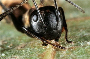 蚂蚁僵尸：真菌怎样操控蚂蚁