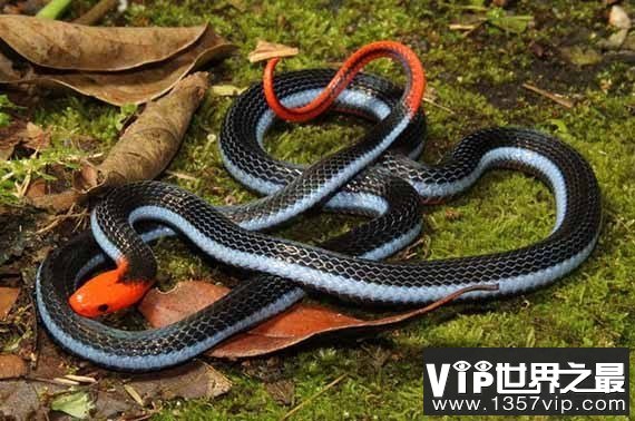 神秘的剧毒蓝蛇：蓝长腺珊瑚蛇