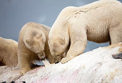 镜头记录北极野性之美：北极熊享用长须