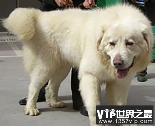 凶猛的“中华神犬”雪獒：全身雪白价值百万元