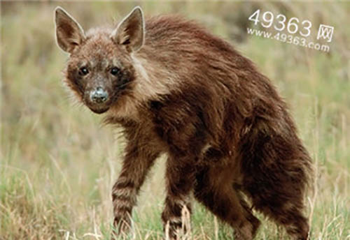 灭绝了80多年的袋狼，可能还存活在地球