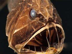 世界十大最凶残鱼类:黑色食人鱼咬合力胜