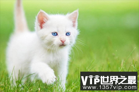 蓝眼白猫是不是聋子:先天性失聪(耳聋)