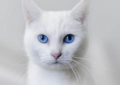 蓝眼白猫是不是聋子:先天性失聪(耳聋)