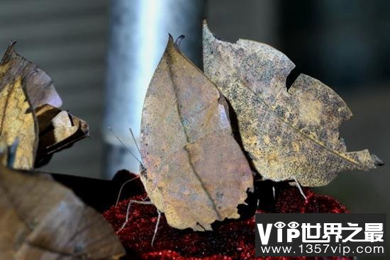 自然界中最会伪装的动物:越南苔藓蛙才是绝顶高手