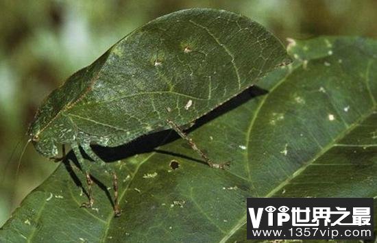 自然界中最会伪装的动物:越南苔藓蛙才是绝顶高手