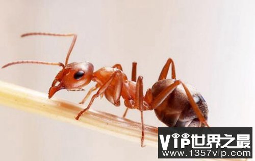 红火蚁为什么会入侵我国？数量较2016年翻一倍