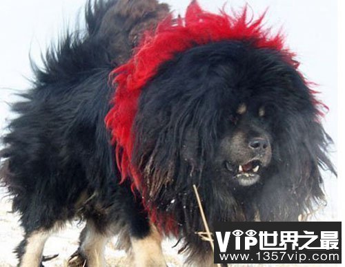 不惧怕任何暴力藏獒之王“鬼獒王”，全世界仅一只!