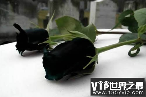 土耳其稀有的黑玫瑰，十种美丽而又奇异的花