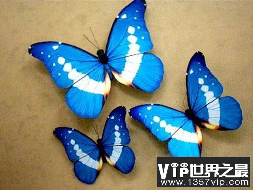 最珍稀的蝴蝶，光明女神蝶在我国仅有3只