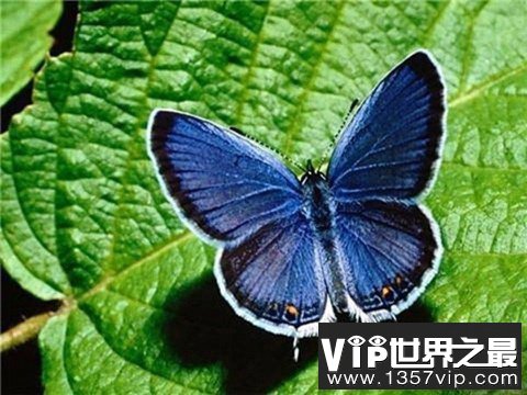 最珍稀的蝴蝶，光明女神蝶在我国仅有3只